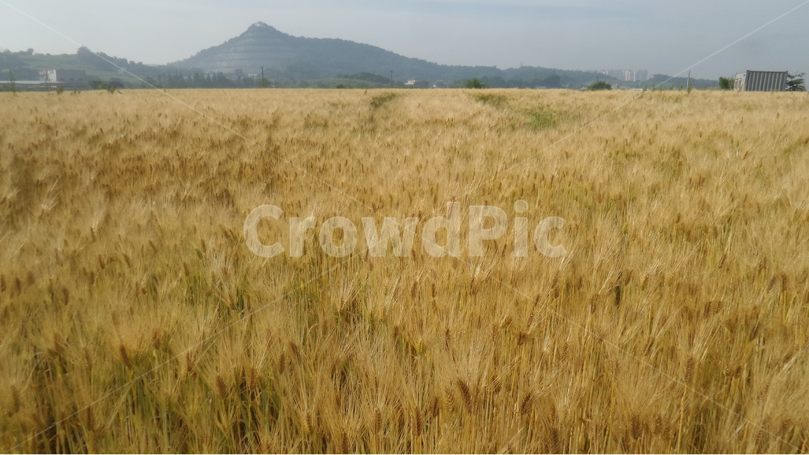 보리밭,식용곡물,벼과,대맥,보리아속,자연,풍경,nature,landscape,산업,industry,industrial,농업,농사,agriculture,farming,farming industry,plant,식물