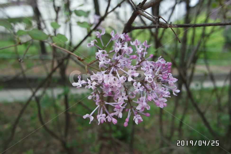 꽃,플라워,flower,꽃송이,길가,벚꽃길,꽃잎,petal,나뭇가지,라일락,lilac,프랜치매리골드,frenchmerigold