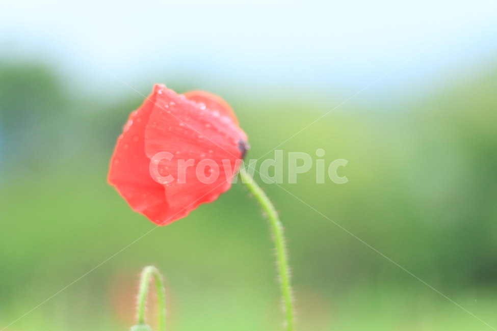 여름,시작,양귀비,위로,꽃,식물,자연,plants,nature,꽃,flower