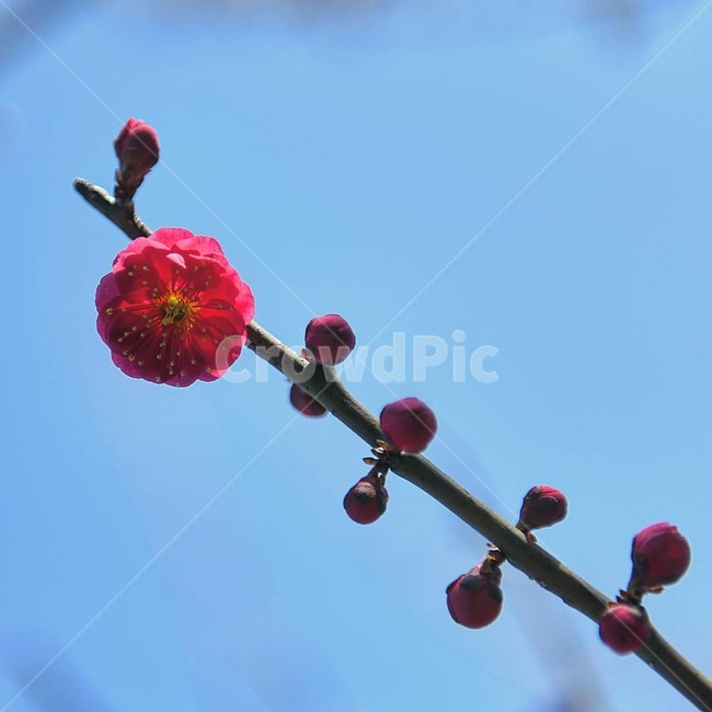 홍매화,매화,예쁜홍매화,봄꽃,봄,봄,계절,spring,season,식물,자연,plants,nature,꽃,flower