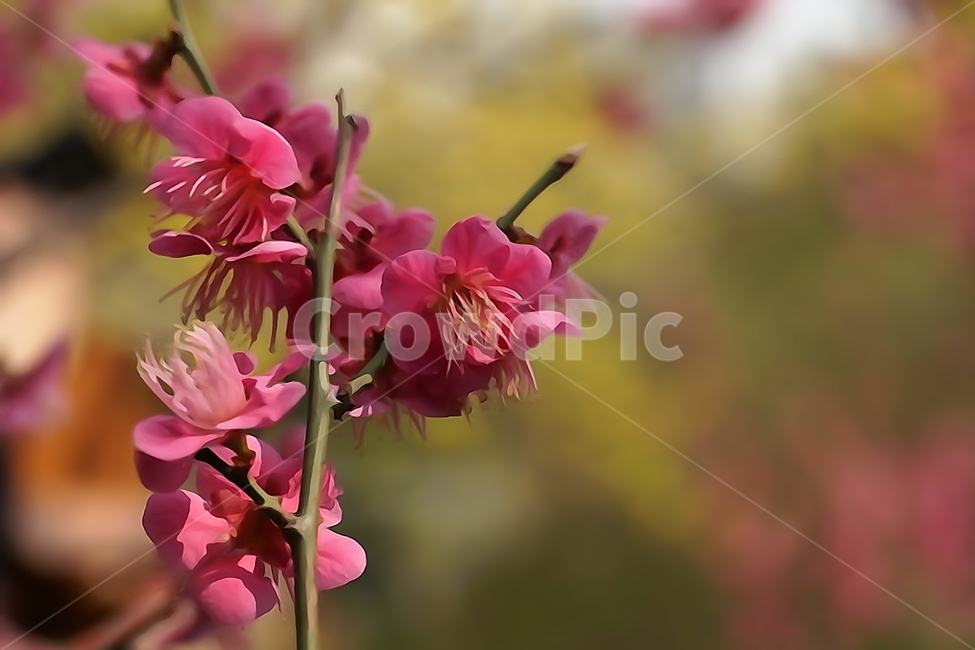 홍매화,한국자연,꽃,꽃사진,플라워,flower,봄,봄꽃,spring,식물,plants,자연,nature,풍경,landscape,계절,season,snap,스냅,접사,macro,closeup,클로즈업,감성사진,감성,힐링,healing,느낌,feel,feeling,꽃밭,화단,나무,나뭇가지,tree,꽃봉오리,4월,April,봄,계절,spring,season,식물,자연,plants,nature,꽃,flower,plant
