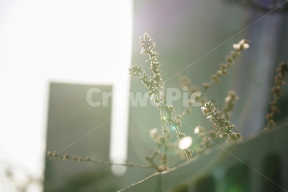 벚꽃,봄꽃,봄,계절,느낌,감성,색감,화이트,꽃,플라워,생물,식물,flower,생명,식물,자연,plants,nature