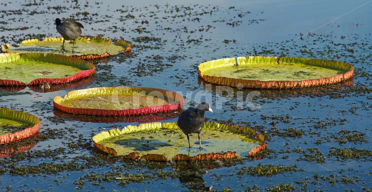 연밭,연잎,논병아리,조류,새,빅토리아연,식물,자연,plants,nature,동물,animal,조류,새,birds