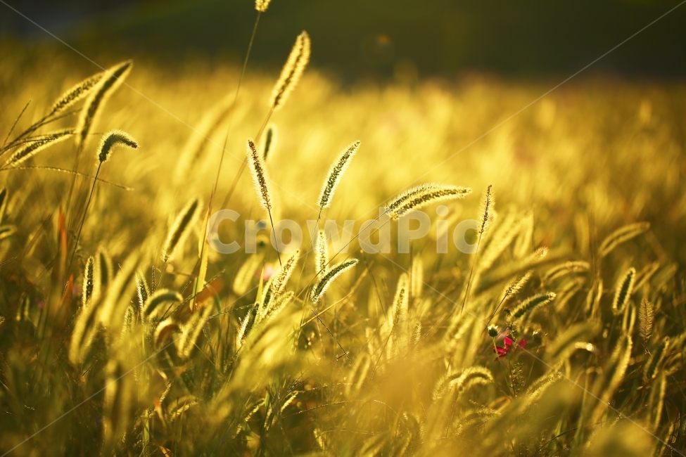 빛,역광,강아지풀,자연,풍경,감성,식물,자연,plants,nature,감성,sensible,feeling,휴식,힐링,rest,relaxation,healing
