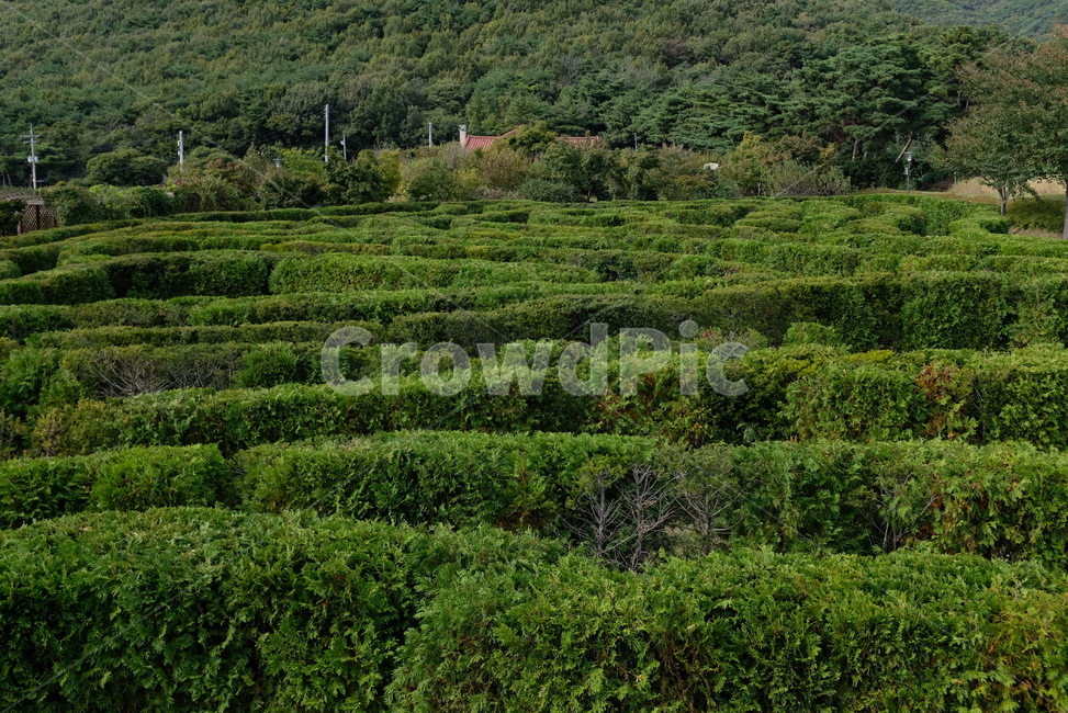 자연,나무,숲,푸른,초록,tree,nature,forest,green,미로,자연,풍경,nature,landscape