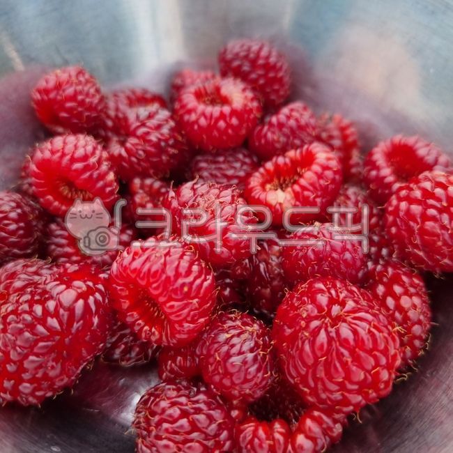 berry,food,음식,fruit,과일,raspberry,산딸기,빨간과일,라즈베리,여름과일