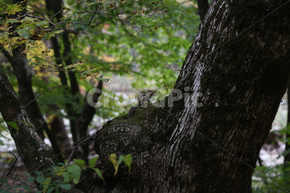 tree,나무,plant,식물,나무줄기,다람쥐,동물,숲속