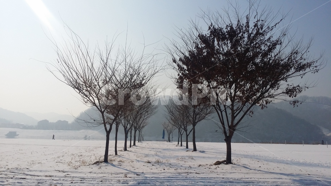 나무,설경,겨울풍경,겨울,snow,winter,tree,발자국,흰색,화이트,풍경,감성,겨울감성,겨울나무,겨울,계절,winter,season,자연,풍경,nature,landscape,plant,식물,outdoors,옥외