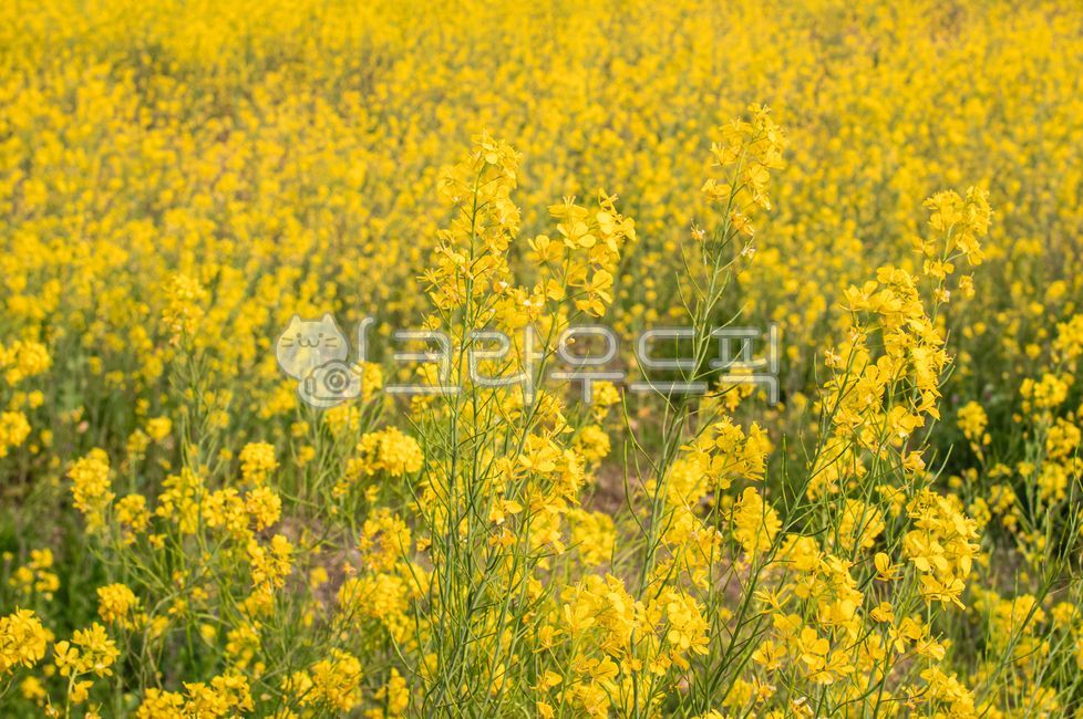 유채, 유채꽃, 유채밭, 자연, nature, 사진,이미지,일러스트,캘리그라피 - 민군작가