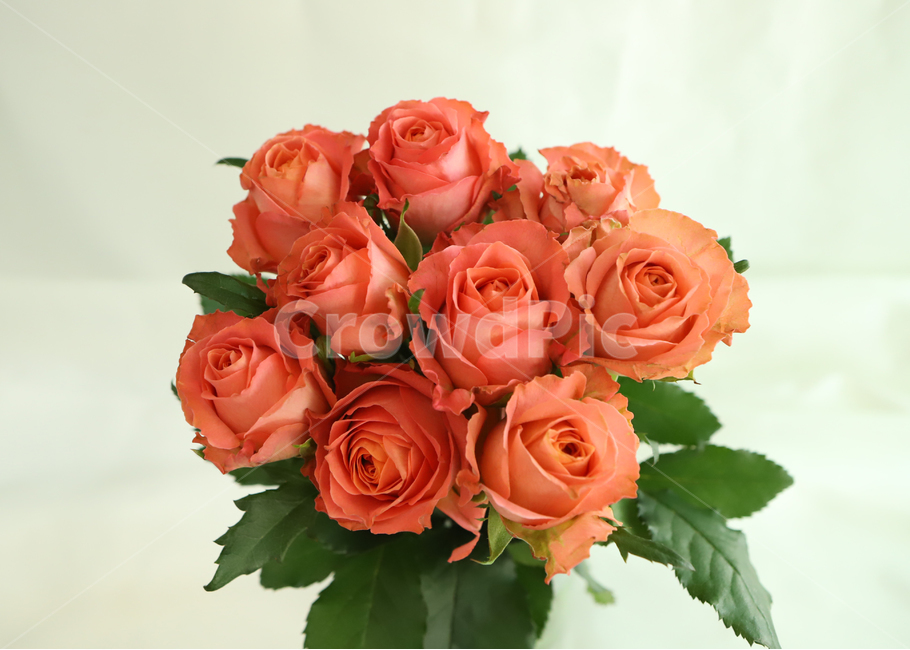 plant,식물,flower,꽃,blossom,flowerarrangement,feeling,sensible,자연,색감,색깔,색채,시즌,nature,감성사진,따뜻한,힐링,감성,배경,계절,만개,봄,근접,장미,클라란스장미,오렌지빛,꽃꽂이,flowerbouquet,꽃부케,rose,꽃,flower