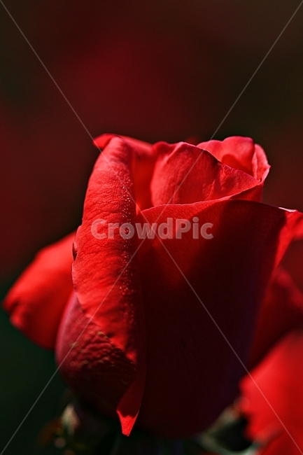 장미,꽃,축제,봄,공원,고백,식물,자연,plants,nature,꽃,flower