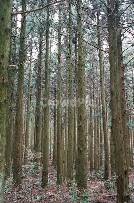 tree,나무,plant,식물,forest,숲,nature,삼림지,식물,자연,plants,nature,나무,trees,wood