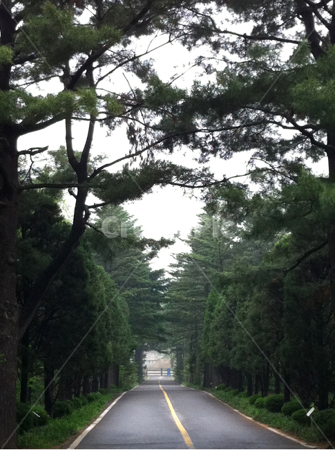숲길,명상,산책,relax,길,자연,숲속의길,refresh,재충전,나홀로,걷기,자연,풍경,nature,landscape,outdoors,옥외,garden,정원,arbour,정자