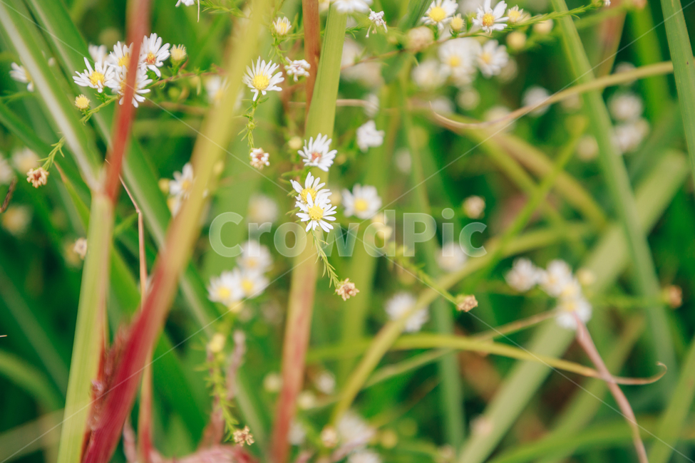 가을,식물,자연,초록,흰꽃,쑥부쟁이,식물,자연,plants,nature,꽃,flower