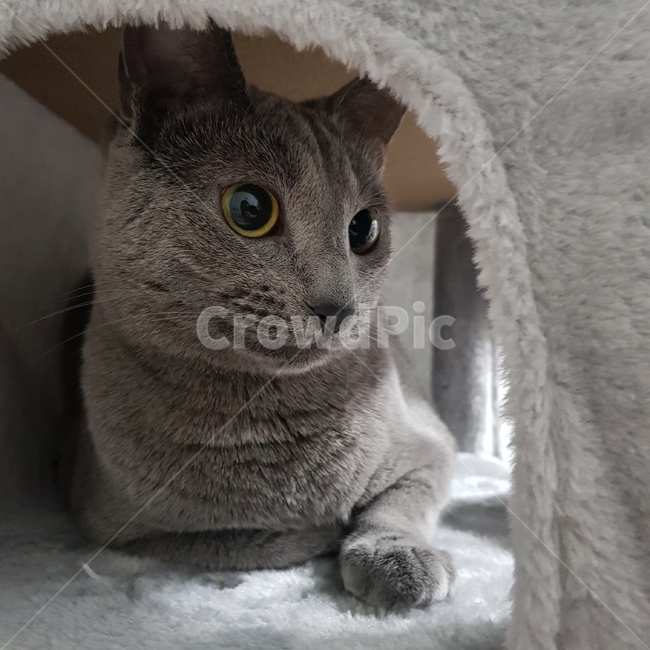 고양이,단모묘,반려묘,반려동물,러시안블루,cat