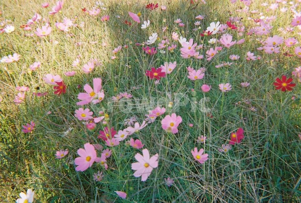 가을,코스모스,꽃,공원,아날로그,색감,풀,꽃밭,flower,fall,풀밭,감성,감성적인,그림자,사람,느낌,느낌있는,느낌적인,한강,한강공원,오후,저녁,가을감성,자연,nature,자연물,가을풍경,계절