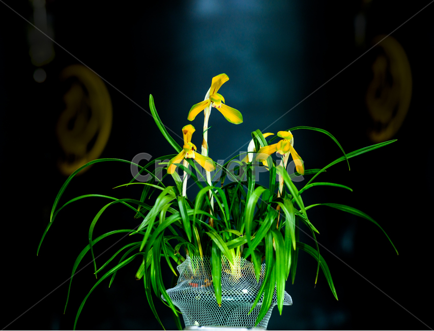봄꽃,춘난,춘란,야생화,한국춘란,식물,자연,plants,nature,꽃,flower,실내용화초,화분,화초,house plant