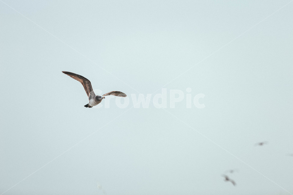 seagull,갈매기,bird,새,animal,동물,flying
