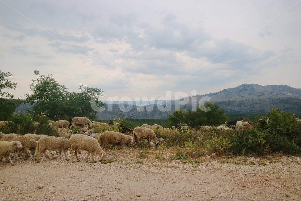 animal,동물,양,sheep,들,field,목초지,grassland,자연,nature,옥외,outdoors,유럽,여행,유럽여행,관광,양치기,동물,animal,포유류,mammal