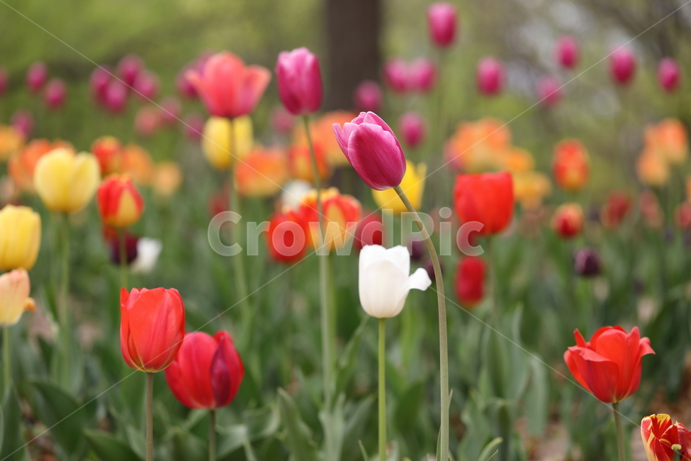 꽃,튤립,꽃밭,봄,계절,자연,풍경,색깔,tulips,flower,nature,season,spring,park,field,colors,colorful,봄,계절,spring,season,식물,자연,plants,nature,꽃,flower,plant,blossom