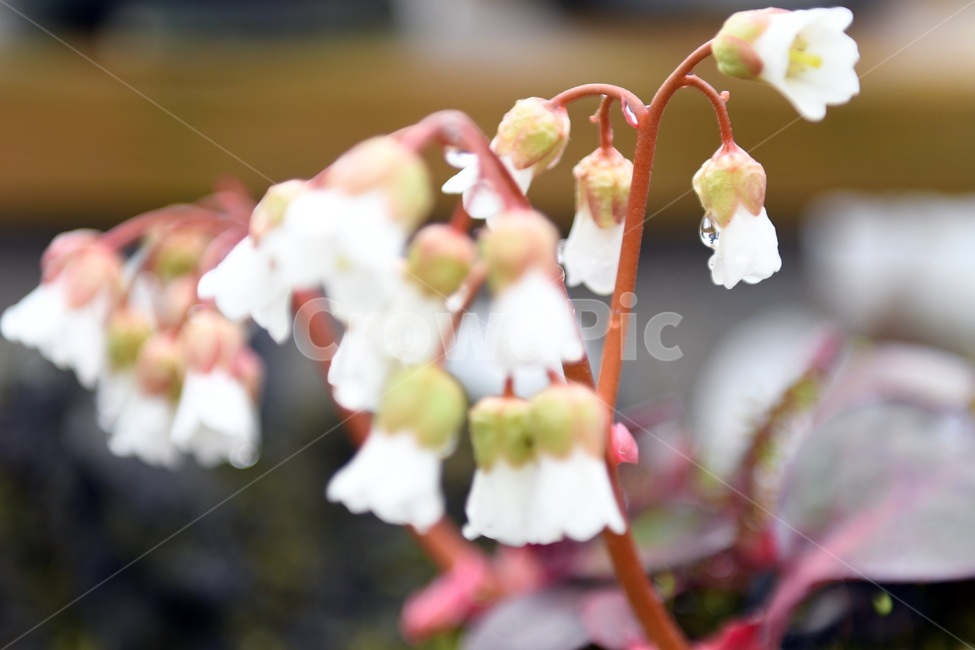 식물,꽃,감성사진,자연,flower,꽃사진,봄,봄꽃,계절,빗방울,비,감성,4월,spring,힐링,자연풍경,풍경,봄,계절,spring,season,식물,자연,plants,nature,꽃,flower,plant,blossom
