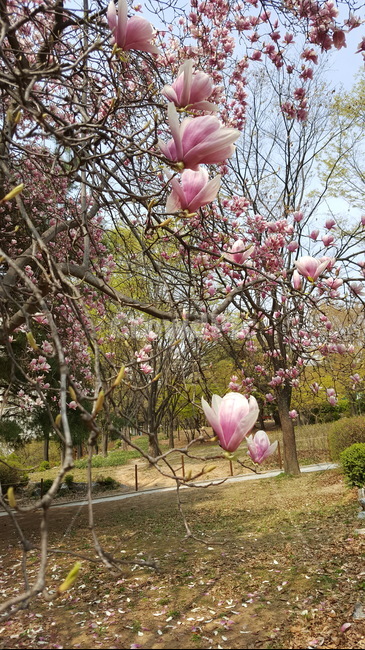 plant,식물,목련,자목련,봄,봄소식,magnolia,소담한,복스러운