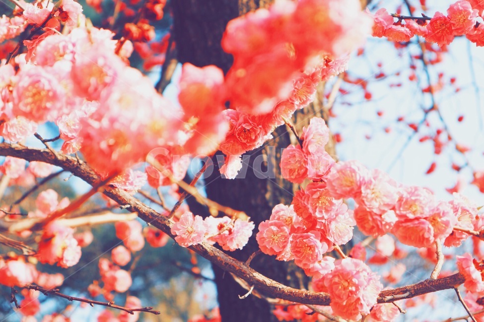 매화,홍매화,봄,꽃,다홍,flower,자연,floral,현충원,spring,season,plants,nature