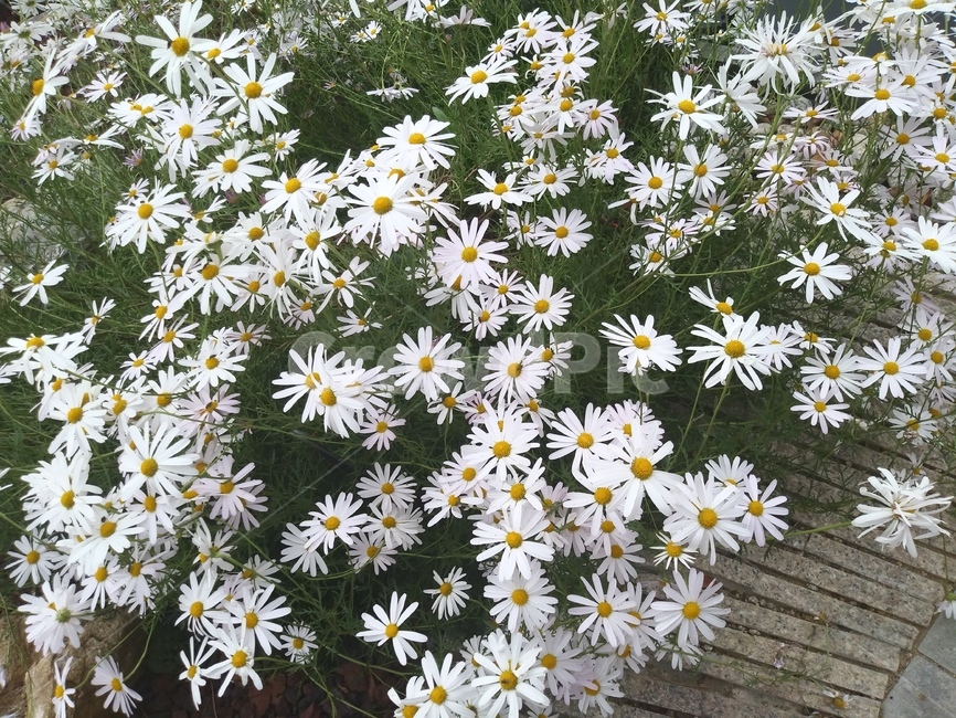 구절초,꽃,흰꽃,흰색꽃,플라워,식물,자연,plants,nature,꽃,flower