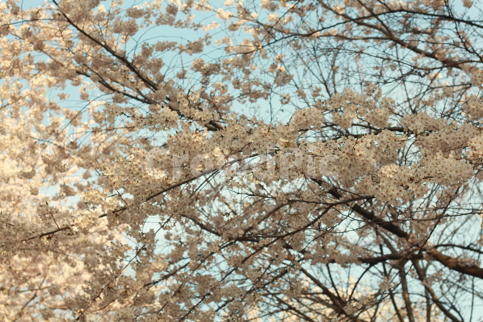 꽃,봄꽃,식물,flower,spring,봄,계절,spring,season,식물,자연,plants,nature,꽃,flower,plant,blossom