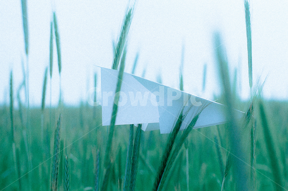 보리밭,푸른색,종이비행기,감성,보리,grass,필름,감성,sensible,feeling