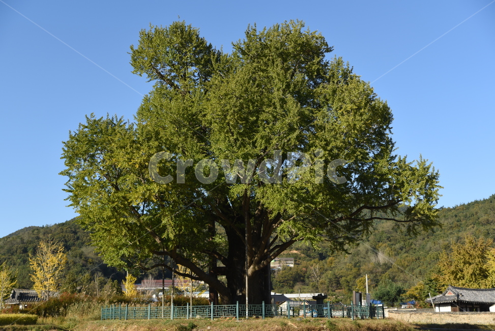 은행나무,구량리,노거수,tree,나무,plant,식물,nature,울산,보호수,식물,자연,plants,nature,나무,trees,wood