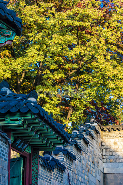 창덕궁,문화유산,가을,단풍,전통담장,담벼락,기와지붕,전통기와,기와담장,건축물,문화재,고궁,궁궐,한국전통,한국문화,korean traditional,korean culture,건축물,건물외관,exterior,building,structure,architecture,construction