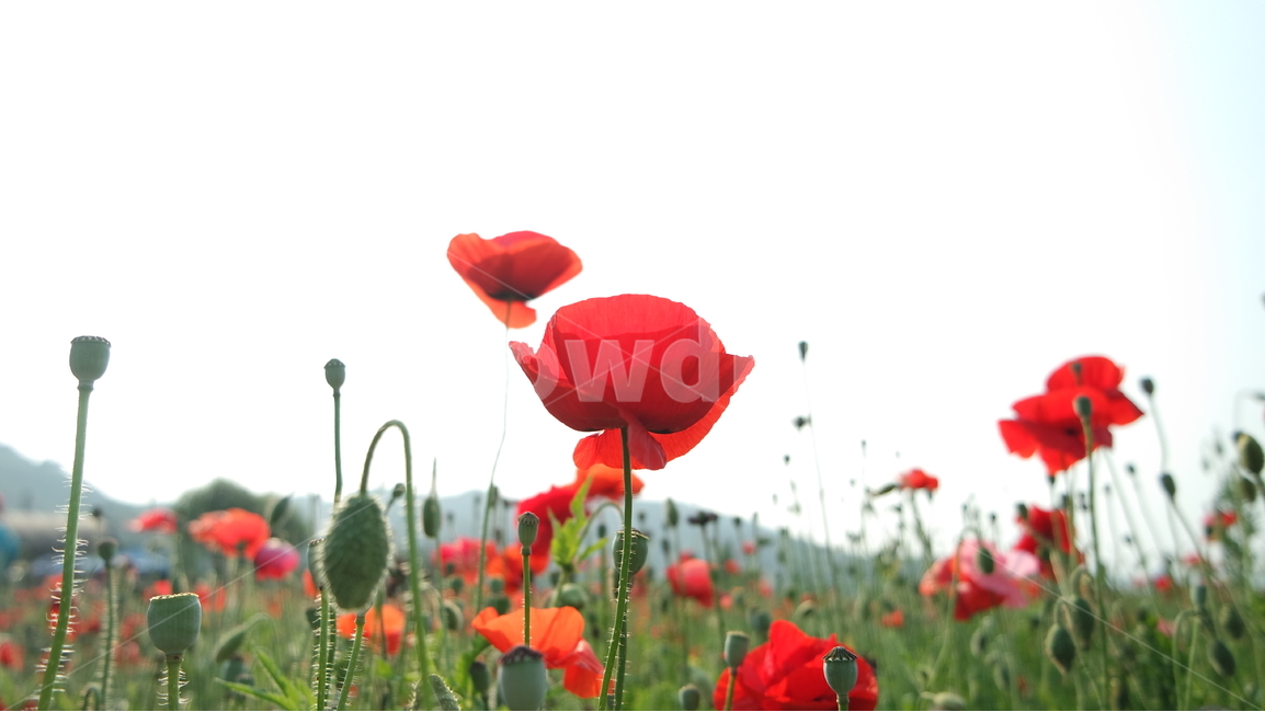 양귀비,양귀비꽃,꽃축제,꽃,꽃사진,식물,자연,plants,nature,꽃,flower