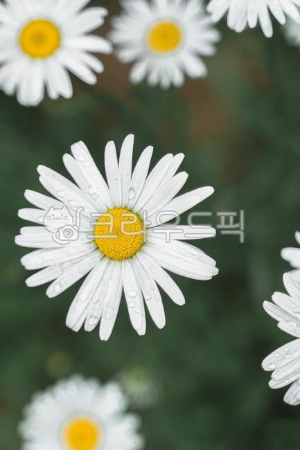 plant, 식물, daisy, 데이지, flower, 사진,이미지,일러스트,캘리그라피 - 대팡작가