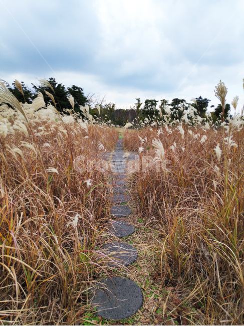 갈대,바람,자연,하늘,reed,wind,nature,sky,식물,plant,가을,계절,fall,autumn,season,식물,자연,plants,nature