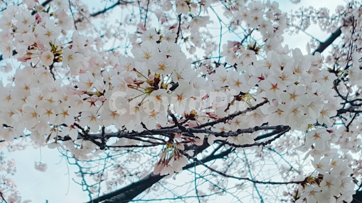 봄,벚꽃,꽃,나무,하늘,벚나무,식물,봄날,자연,flower,cherryblossom,plant,nature,spring,tree,봄,계절,spring,season,식물,자연,plants,nature,꽃,flower,blossom