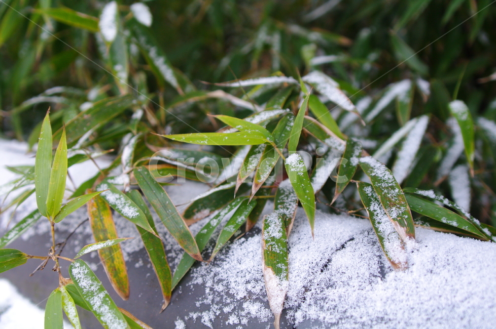 겨울,얼음,쌓인눈,설경,ice,빙,nature,자연,outdoors,옥외,snow,눈,frost,서리,겨울,계절,winter,season