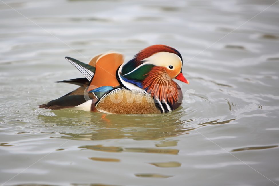 원앙,조류,새,풍경,자연,철새,동물,animal,조류,새,birds