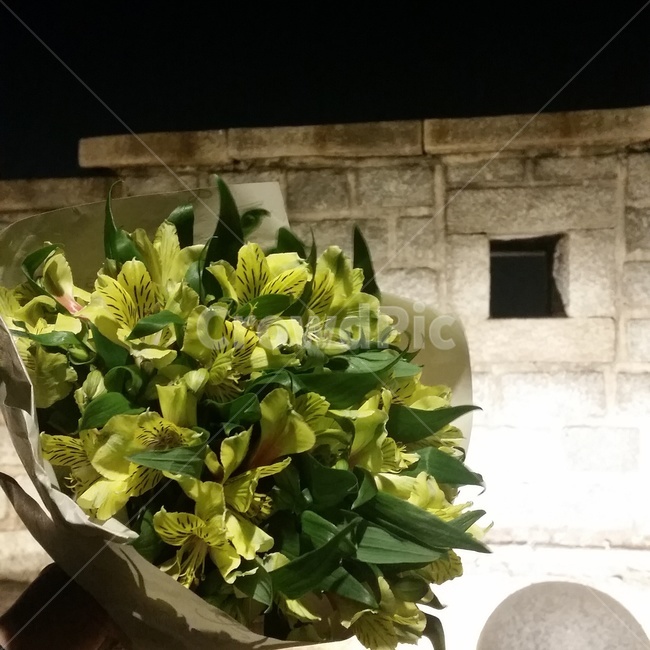 plant,식물,blossom,꽃,flowerbouquet,꽃부케,flowerarrangement,꽃꽂이,flower,알스트로메리아,낙산공원,꽃다발,야경,꽃,flower