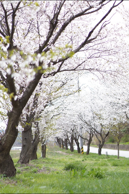 벚꽃길,봄,풍경,흐림,벚꽃,봄,계절,spring,season,자연,풍경,nature,landscape,한국자연풍경,한국자연경관,korea nature landscape,식물,plants,나무,trees,wood,plant