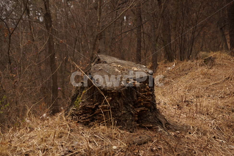 나무기둥,잘린나무,나무,그루터기,자연,숲,겨울,쓸쓸함,마지막,끝,산,나무,trees,wood