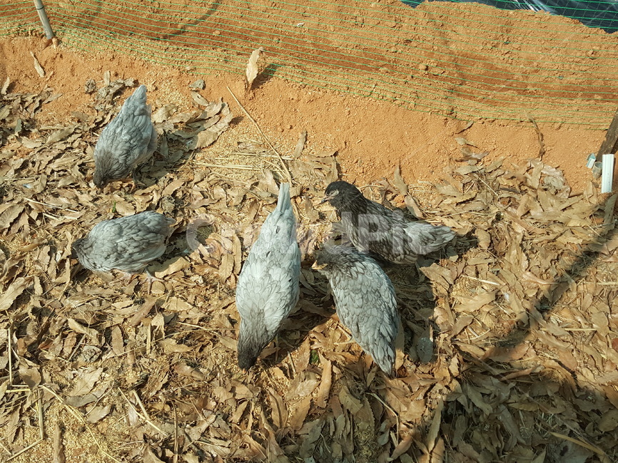 닭,청계,청계닭,닭장,시골,동물,animal,조류,새,birds