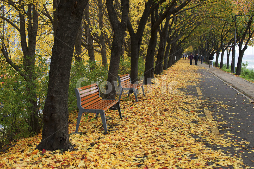 식물,나무,tree,가을,벤치,은행,은행잎,bench,가을,계절,fall,autumn,season,furniture,가구,plant