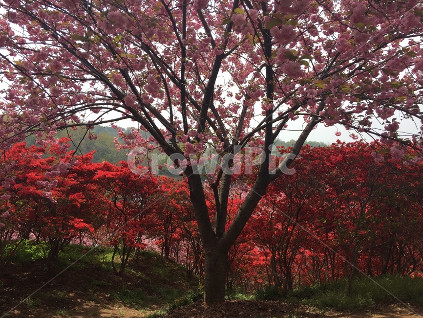 겹벚꽃,전주완산공원,전주완산공원꽃동산,벚꽃,봄,늦봄,꽃,분홍,왕벚꽃,진달래,벚꽃엔딩,벚꽃구경,꽃구경,꽃놀이,피크닉,봄,계절,spring,season,자연,풍경,nature,landscape,tree,나무,plant,식물
