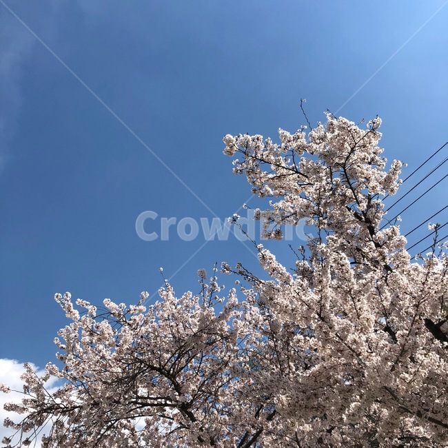 벚꽃,풍경,꽃,하늘,벚꽃놀이,봄,계절,spring,season,plant,식물,blossom,flower