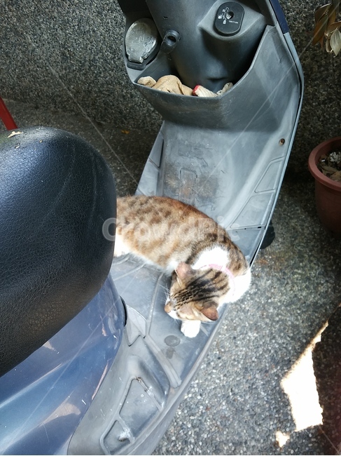 길고양이,오토바이,휴식,귀여운,힐링,동물,animal,포유류,mammal,고양이,cat,kitten,kitty