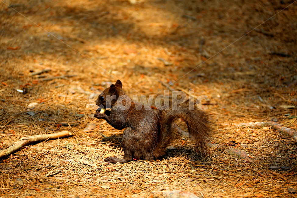 동물,청솔모,풍경,야생동물,자연,동물,animal,포유류,mammal
