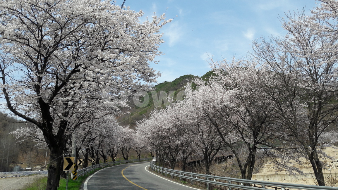벗꽃,봄,풍경,가로수,자연,봄,계절,spring,season,plant,식물,blossom,꽃,flower
