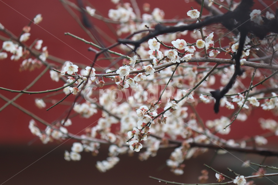 flower,꽃,식물,매화,봄,봄날,감성사진,분위기,이른아침,이슬,배경화면