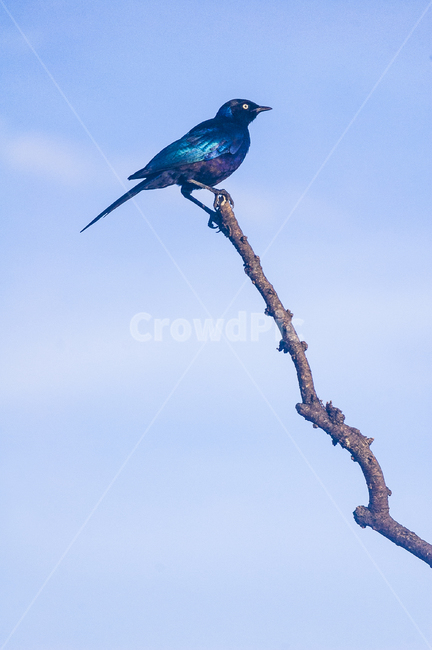 새,파랑새,아프리카,나뭇가지,자연,날개,하늘,종달새,동물,animal,조류,새,birds